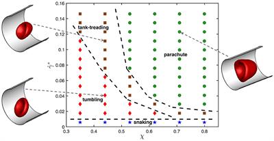 Importance of Viscosity Contrast for the Motion of Erythrocytes in Microcapillaries